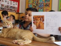 Fenomen Kedi Tombi’nin Dersleri ’Pekiyi’
