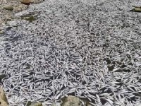 Baraj Suları Çekildi, Balıklar Öldü