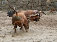 Rize’de Boğalar Kıyasıya Yarıştı