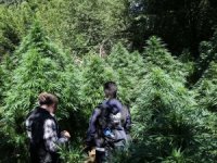 Droneların Tespit Ettiği Dev Hint Kenevirleri Polisi Şaşırttı