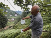 Rize’de Çaydan Sonra Suya Da Teleferikle Çözüm