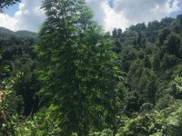 Rize Emniyeti'nin “Şehrimizi Zehirletmeyeceğiz” Operasyonunda İnsan Boyunu Aşan Hint Keneviri Ele Geçirildi