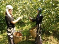 Trabzon'da fındık toplama tarihleri belli oldu