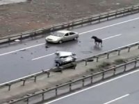 Kurbanlık Boğa Trabzon’da Kazaya Neden Oldu: 5 Yaralı