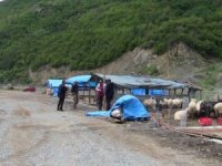Sığır Çiceği Hastalığı Büyük Baş Hayanları Vurdu: 54 Kurbanlık Telef Edildi