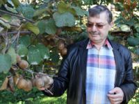 Kivi Üreticilerine "Hasat İçin Sabırlı Olun" Uyarısı