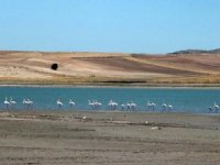 Gelingüllü Barajı Flamingolarla Renklendi