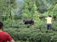 Rize’de Kesime Götürülürken İki Kişiyi Yaralayan Boğa Kaçtı