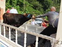 Yüzen Dana ’Ferdinand’ Yola Çıktı