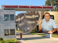 Dr. Ak, Vampir Kelebeğin Çaya Zararı Yok!