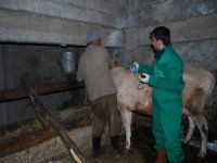 Trabzon’da Şap Hastalığına Karşı 132 Bin 576 Büyükbaş Hayvan Aşılanacak