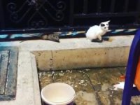 Kabadayı Fare Kedileri Böyle Kaçırdı