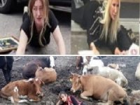 Hamdu Sena’dan Failling Stars Akımına ‘İnekli’ Gönderme