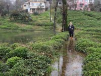 Rize’de Şiddetli Yağmur Nedeniyle Tarım Arazilerini Ve Bir Evi Su Bastı