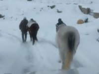 Rize’de Yaylada Terk Edilen 2 At Donmak Üzereyken Kurtarıldı