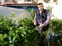 Fındıklı Ziraat Odası Çay Fidesi Üretmeye Başladı