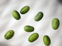 Zeytin kadar karpuz ürettiler