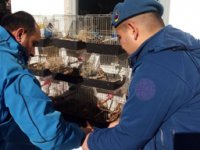 Koruma Altındaki Kuşları Kafeste Besleyen Şahsa Ceza Yağdı