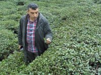 Gübredeki Zamlar Çay Üreticisini Endişelendiriyor
