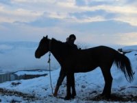 Terk Edilen At Ve Eşekler Koruma Altına Alındı