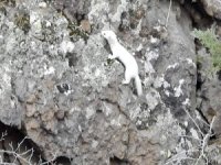 Beyaz Gelincik Tunceli’nin Ardından Gümüşhane’de De Görüntülendi