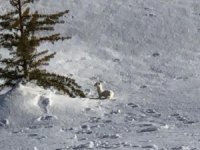 Nesli Tükenen Beyaz Gelincik Bitlis’te Görüntülendi