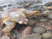 Bodrum’da Ölü Caretta Caretta Karaya Vurdu