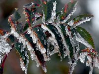 Meteorolojiden Karadeniz'de Zirai Don Uyarısı