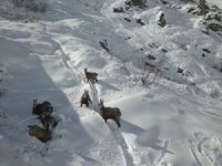 Kaçkar Dağları’nda Yaban Hayatı Havadan Görüntülendi