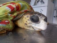 Kuşadası’nda Olta İğnesi Yutan Caretta Caretta Kurtarılamadı