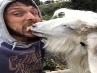Rizeli Gencin Keçi İle Ekmek Kavgası Sosyal Medyada İlgi Çekti