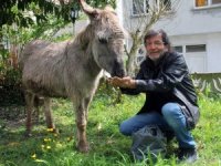 Sahipsiz Eşeğe Belediye Sahip Çıktı