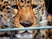 Ulusal Parkta Leopar Dehşeti: 1 Ölü