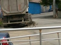 Aç Kurt Şehir Merkezine İndi