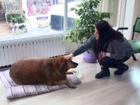 Sokak Köpeği "Şakira" Noter Huzurunda Hayatını Yaşıyor