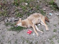 Artvin’de Şüpheli Tilki Ölümleri