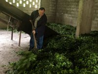ÇAYKUR Genel Müdür Vekili Alim, Hopa ve Kemalpaşa’da Alım Yeri Denetimlerinde