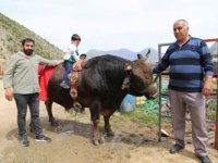 Artvin’de Milyonluk Boğa Üretim Çiftliği