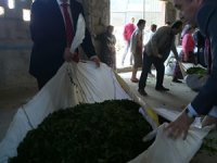 Alim: Çayda Bizim ÇAYKUR da Bizim, Sahip Çıkmak da Bizim Görevimiz