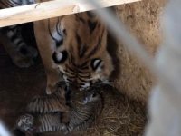 Aslanpark’taki Bengal Kaplanı Üç Yavru Dünyaya Getirdi