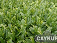 ÇAYKUR 5 Bin 580 Ton Yaş Çay Aldı