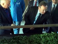 ÇAYKUR Fabrikaları Tam Kapasiteye Ulaştı, Zorunlu Kontenjan Uygulamasına Geçti
