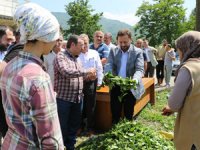 Milletvekili Avcı ve ÇAYKUR Genel Müdür Vekili Alim Alım Yeri Ziyaretinde