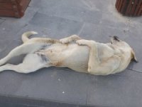 Sokak Köpeği Uyuma Şekli İle Dikkat Çekiyor