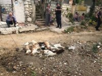 Datça’da 10 Kedi Zehirlenerek Öldürüldü