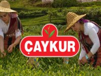 ÇAYKUR Yaş Çay Kampanyasını Açtı. İşte 1. Sürgün Kotası