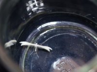 Lepidoptera Kelebeği Kahramanmaraş’ta Görüldü