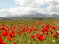 Süphan Dağı Ve Gelincik Çiçeklerinin Muhteşem Manzarası