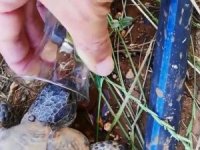 Sıcaktan Bunalan Kaplumbağaya Bardaktan Su İçirdi