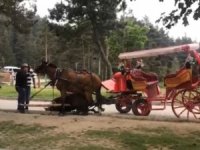 Faytona Bağlı Bir At Sıcak Ve Yorgunluktan Bayıldı